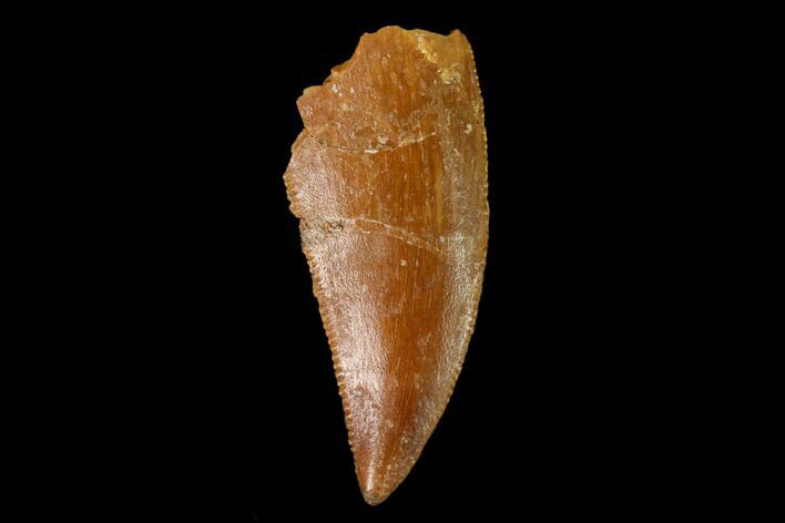 Serrated, Raptor Tooth - Real Dinosaur Tooth #157900